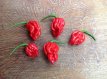Piment  Carolina Reaper Bubblebutch Carolina Reaper Croisement 5 graines TessGruun