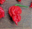 Piment  Carolina Reaper Bubblebutch Carolina Reaper Croisement 5 graines TessGruun