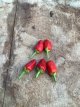 ZPETGFAHERE Hot Pepper Facing Heaven Red 5 seeds