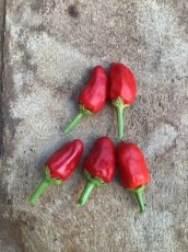 ZPETGFAHERE Hot Pepper Facing Heaven Red 5 seeds
