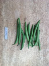 HARICOT Filet Ferrari 25 graines