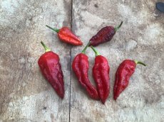 ZPETGHAEV Hot Pepper Hallow's Eve 5 seeds