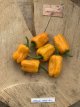 ZPETGHAORDE Hot Pepper Habanero Orange Devil 10 seeds TessGruun