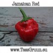 ZPETGJARE Chile Jamaican Red 10 semillas TessGruun