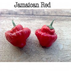 Peper Jamaican Red 10 zaden TessGruun