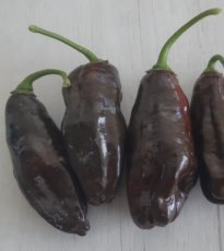 ZPETGMAPI Pepper Machu Pichu Chilli 5 seeds TessGruun