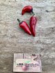 ZPETGMAPU Hot Pepper Mambo Purple 5 seeds
