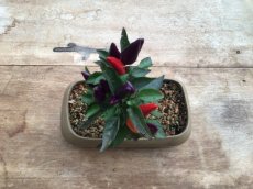 ZPETGMAPU Hot Pepper Mambo Purple 5 seeds