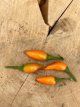 ZPETGORA Chile Oraneta 10 semillas TessGruun