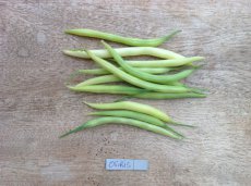 HARICOT MANGETOUT Osiris 25 graines