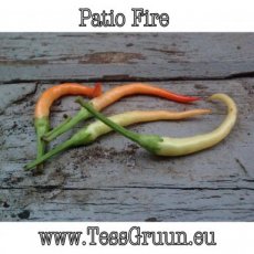 Peper Patio Fire Orange 10 zaden TessGruun
