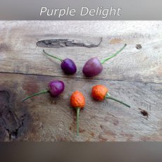 ZPETGPUDE Chile Purple Delight 10 semillas
