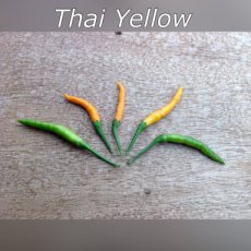 ZPETGTHYE Hot Pepper Thai Yellow 10 seeds TessGruun