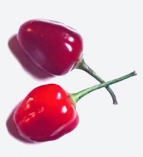ZPETPAJAY Hot Pepper Aji Ayuyo 5 seeds