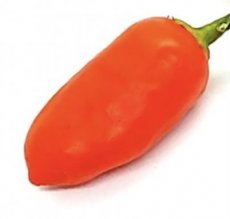 ZPETPAJCL Hot Pepper Aji Clementine 5 seeds