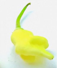ZPETPAJCO Hot Pepper Aji Confusion 5 seeds