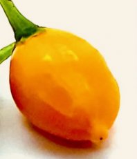 ZPETPAJORDR Chile Aji Orange Drop 5 semillas
