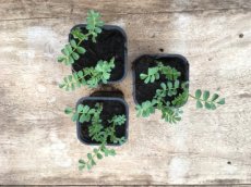 Kikkererwt (10g) keker, kekererwt of garbanzo (Cicer Arietinum)TessGruun