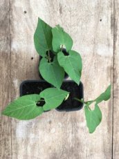 Haricot Mangetout Slenderette 25 graines BIO TessGruun