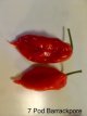 Piment 7 Pot Barrackpore 10 graines TessGruun