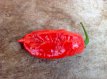 Piment 7 Pot Barrackpore 10 graines TessGruun