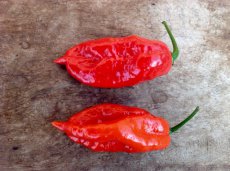 Piment 7 Pot Barrackpore 10 graines TessGruun