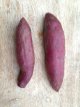 Zoete aardappel paars   1 plant in pot TessGruun