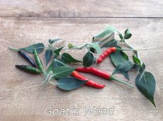 ZPETGGOWE Hot Pepper Goat's Weed 10 seeds TessGruun