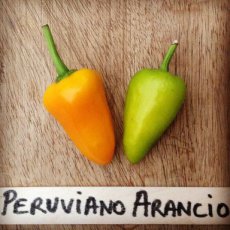ZPETGPEAR Peper Peruviano Arancio 10 zaden TessGruun