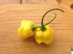 ZPETGCHBEYE Hot Pepper Christmas Bell Yellow 10 seeds TessGruun