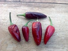 Peper Black Hungarian BIO 15 zaden TessGruun