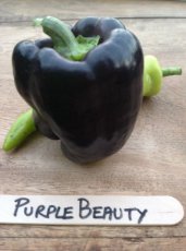 ZPPTVPPBZ15 Pepper Sweet Purple Beauty 10 seeds TessGruun