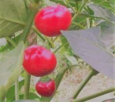 ZPPTVPRCZ10 Sweet Pepper Red Cherry 10 seeds TessGruun