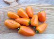 ZPPTWORA Paprika Oranje Snackpaprika Orangina 10 zaden TessGruun