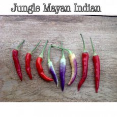 Peper Mayan Jungle 10 zaden TessGruun