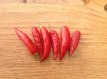 Hot Pepper Aji Omnicolour 5 seeds TessGruun