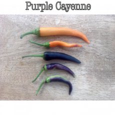 ZPETPPUCABIO Peper Purple Cayenne BIO 10 zaden TessGruun hete peper