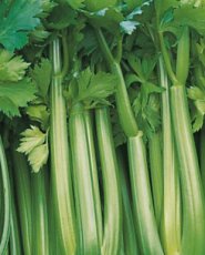 Céleri en Branches Tango F1 - BIO De Bolster (1365)