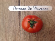 ZTOTGPODEVO Tomate Potager De Vilvorde 10 semillas TessGruun