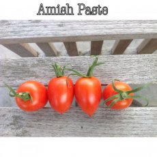 Tomate Amish Paste 10 semillas TessGruun