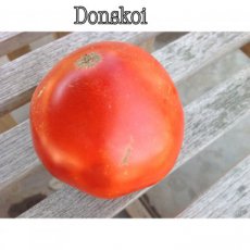 ZTOTGDO Tomato Donskoi 5 seeds TessGruun