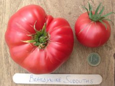 ZTOTGBRSU Tomato Brandywine Sudduth 10 seeds TessGruun