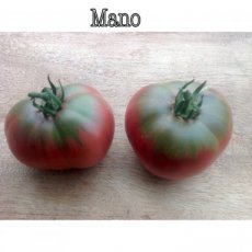 ZTOTGMA Tomate Mano 10 graines TessGruun