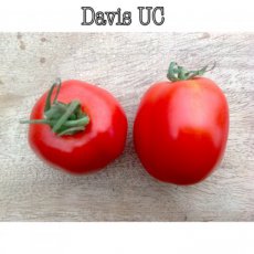 Tomate Davis U.C. 82 10 semillas TessGruun