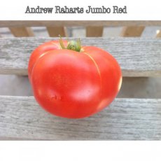 Tomate Andrew Rahart 10 semillas TessGruun