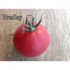 ZTOTGBR Tomato Bradley 10 seeds TessGruun