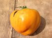 ZTOTGVEOR Tomate Verna Orange 10 graines TessGruun
