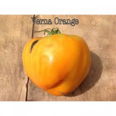 ZTOTGVEOR Tomato Verna Orange 10 seeds PURE TessGruun