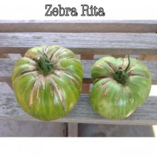 ZTOTGZERI Tomate Zebra Rita 10 semillas TessGruun
