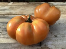 ZTOTGAKORRI Tomato Akers Orange Ribbed 10 seeds